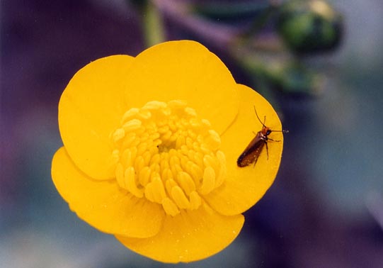 Micropteryx  calthella